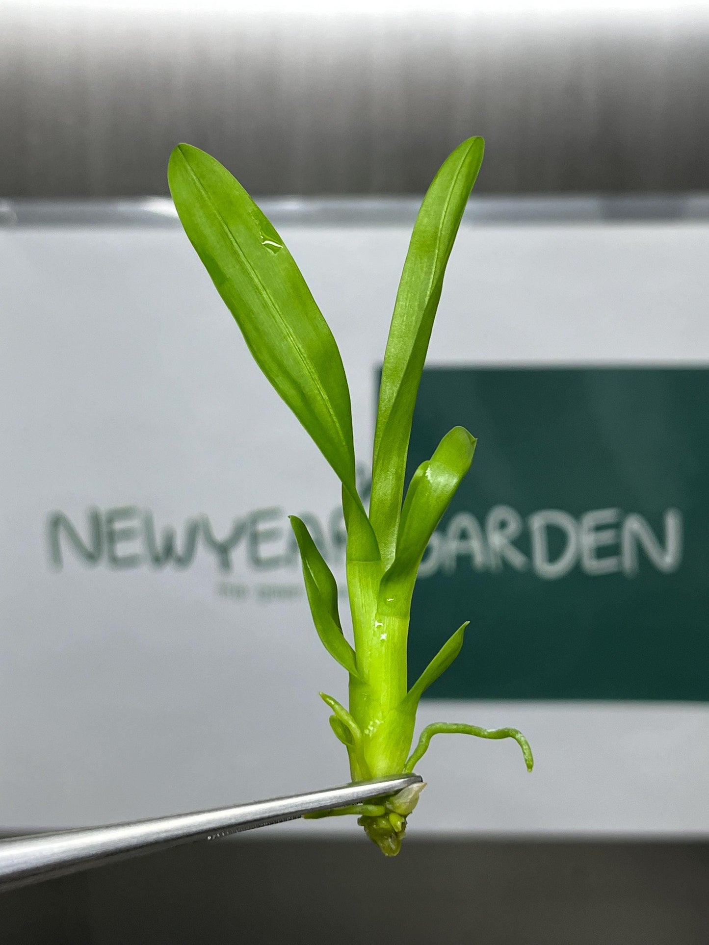 Dendrobium Red Bull Tissue Culture (5 items/bag)