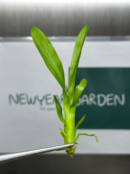 Dendrobium Red Bull Tissue Culture (5 items/bag)