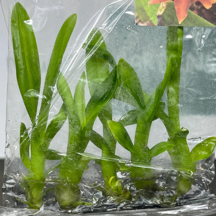 Dendrobium Red Bull Tissue Culture (5 items/bag)