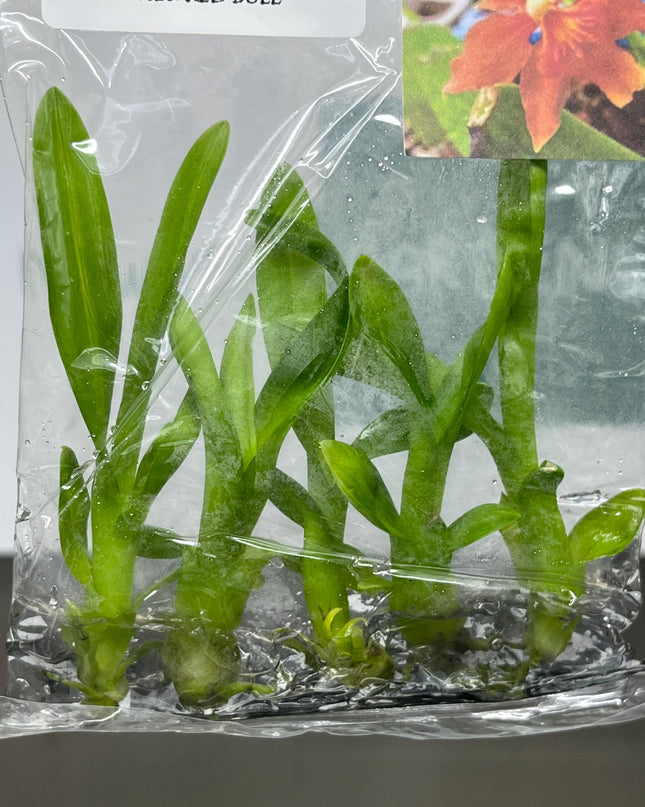 Dendrobium Red Bull Tissue Culture (5 items/bag)