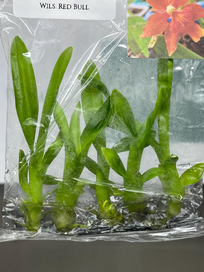 Dendrobium Red Bull Tissue Culture (5 items/bag)