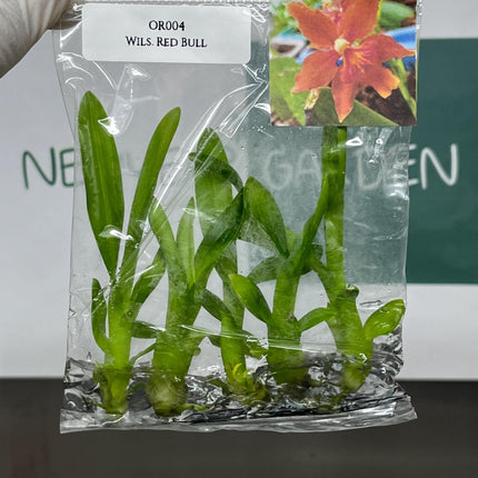 Dendrobium Red Bull Tissue Culture (5 items/bag)
