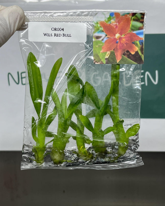 Dendrobium Red Bull Tissue Culture (5 items/bag)
