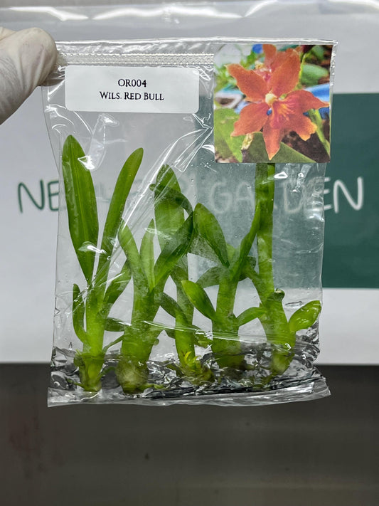 Dendrobium Red Bull Tissue Culture (5 items/bag)