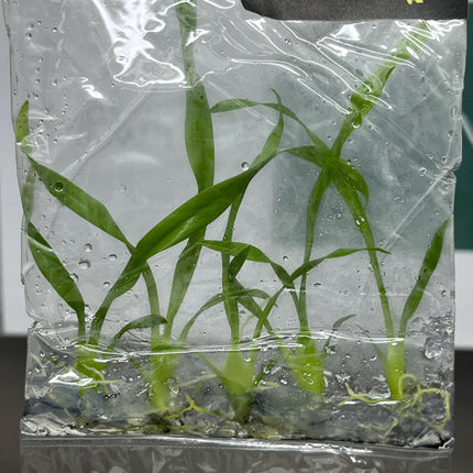 Oncidium Twinkle Yellow Tissue Culture (5 items/bag)