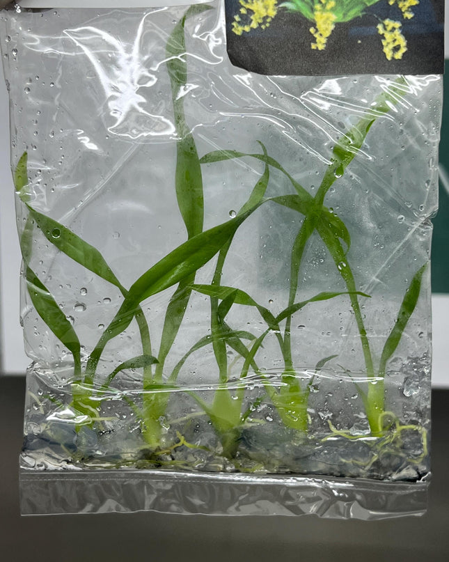 Oncidium Twinkle Yellow Tissue Culture (5 items/bag)