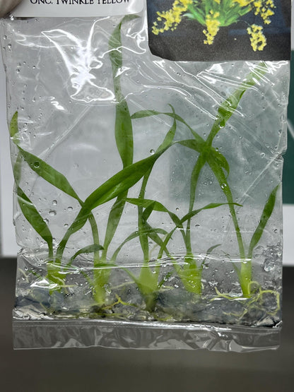 Oncidium Twinkle Yellow Tissue Culture (5 items/bag)