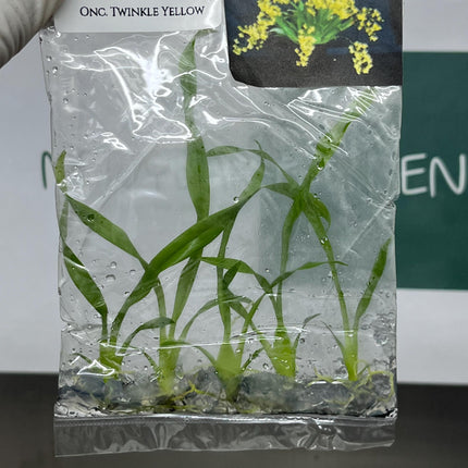 Oncidium Twinkle Yellow Tissue Culture (5 items/bag)