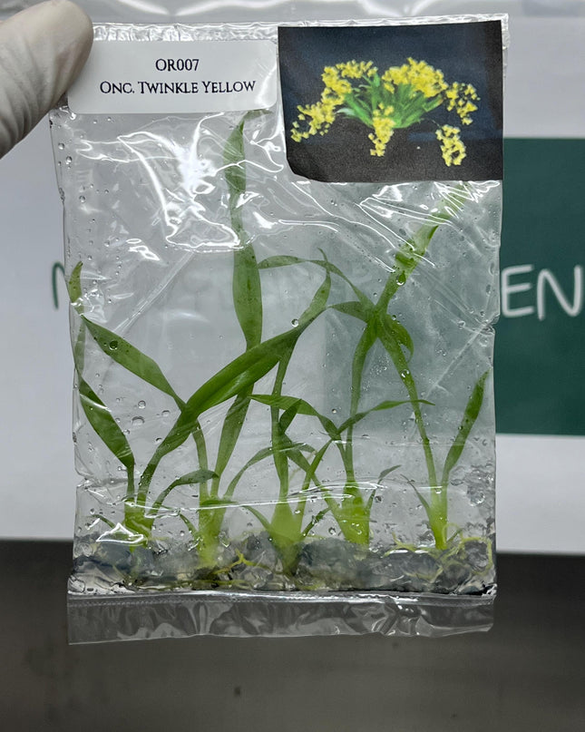 Oncidium Twinkle Yellow Tissue Culture (5 items/bag)