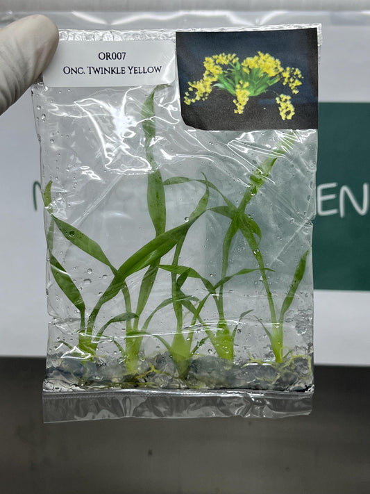 Oncidium Twinkle Yellow Tissue Culture (5 items/bag)