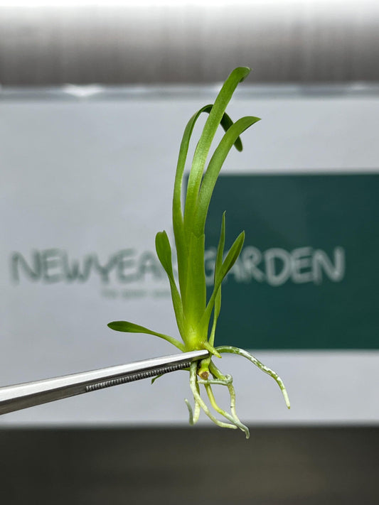 Miltassia Kawai's Choice 'Pacific Paradise' Tissue Culture (5 items/bag)