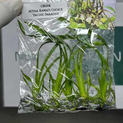 Miltassia Kawai's Choice 'Pacific Paradise' Tissue Culture (5 items/bag)