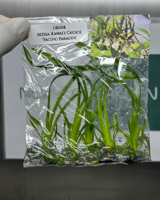Miltassia Kawai's Choice 'Pacific Paradise' Tissue Culture (5 items/bag)