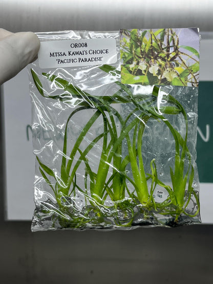 Miltassia Kawai's Choice 'Pacific Paradise' Tissue Culture (5 items/bag)