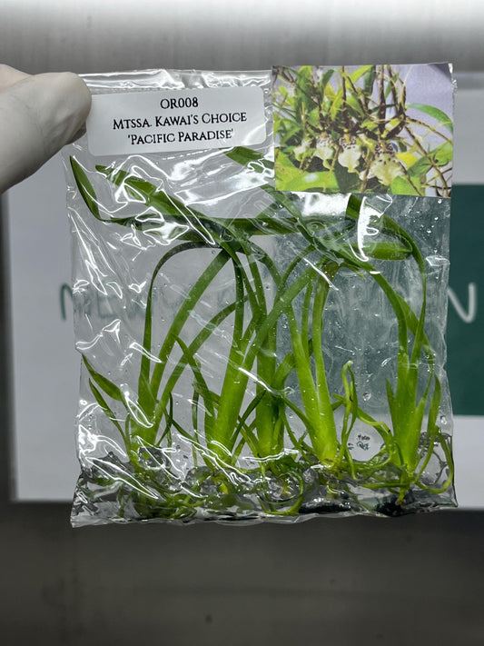 Miltassia Kawai's Choice 'Pacific Paradise' Tissue Culture (5 items/bag)