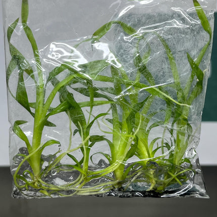 Odontonia Golden Afternoon Tissue Culture (5 items/bag)