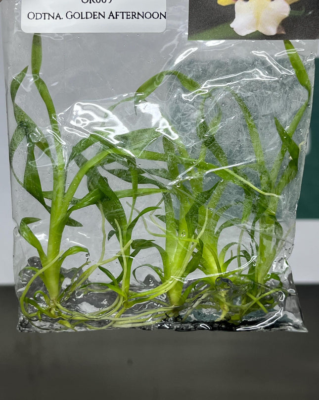 Odontonia Golden Afternoon Tissue Culture (5 items/bag)