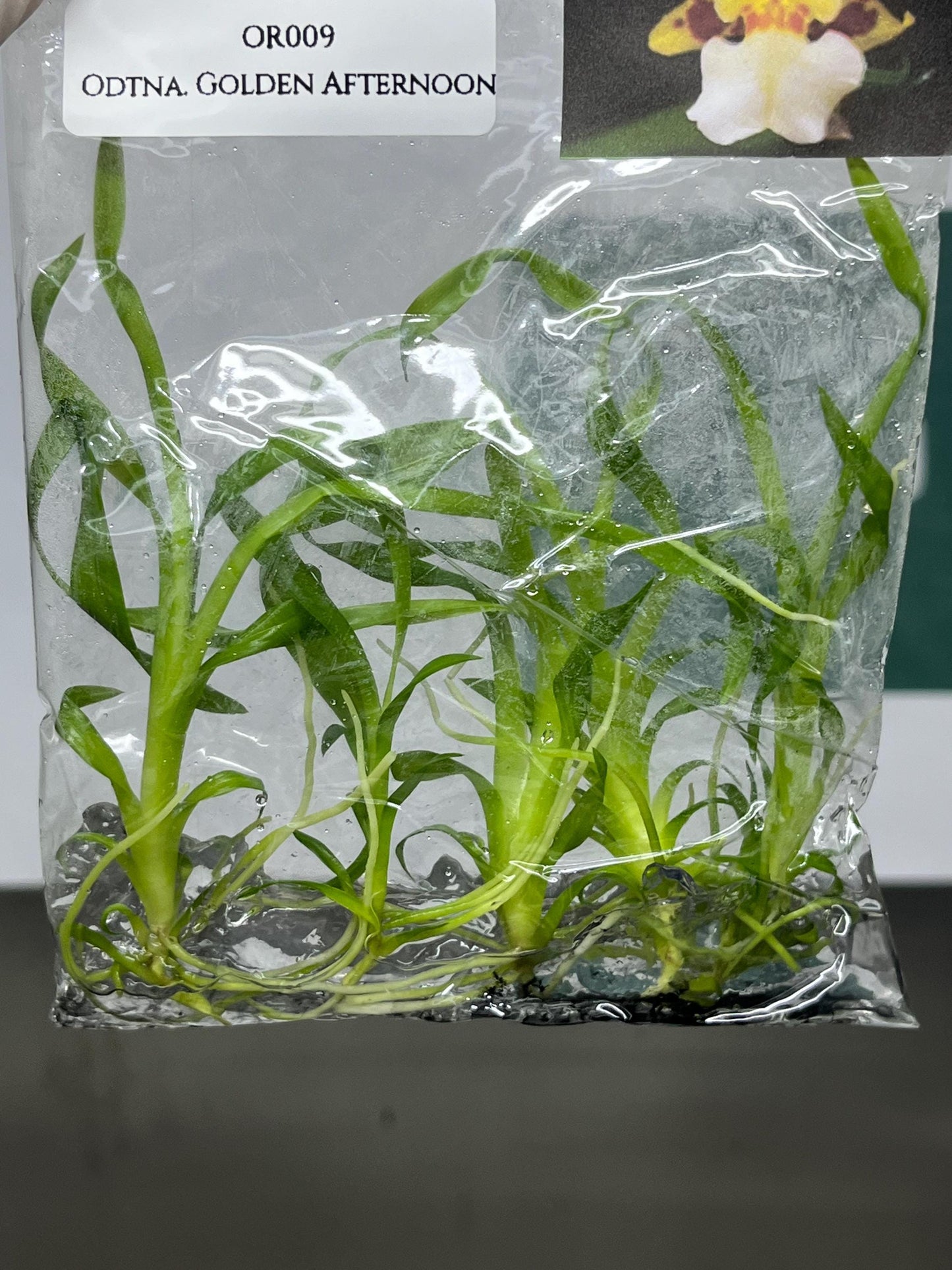 Odontonia Golden Afternoon Tissue Culture (5 items/bag)
