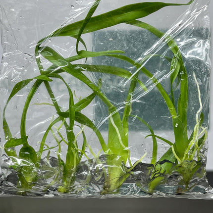 Oncidium Sharry Baby 'Sweet Fragrance' Tissue Culture (5 items/bag)