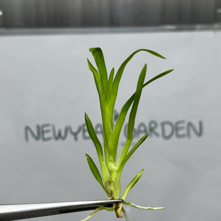 Dendrobium Habibi 'Pacific Pleasures' Tissue Culture (5 items/bag)