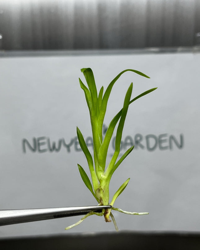Dendrobium Habibi 'Pacific Pleasures' Tissue Culture (5 items/bag)