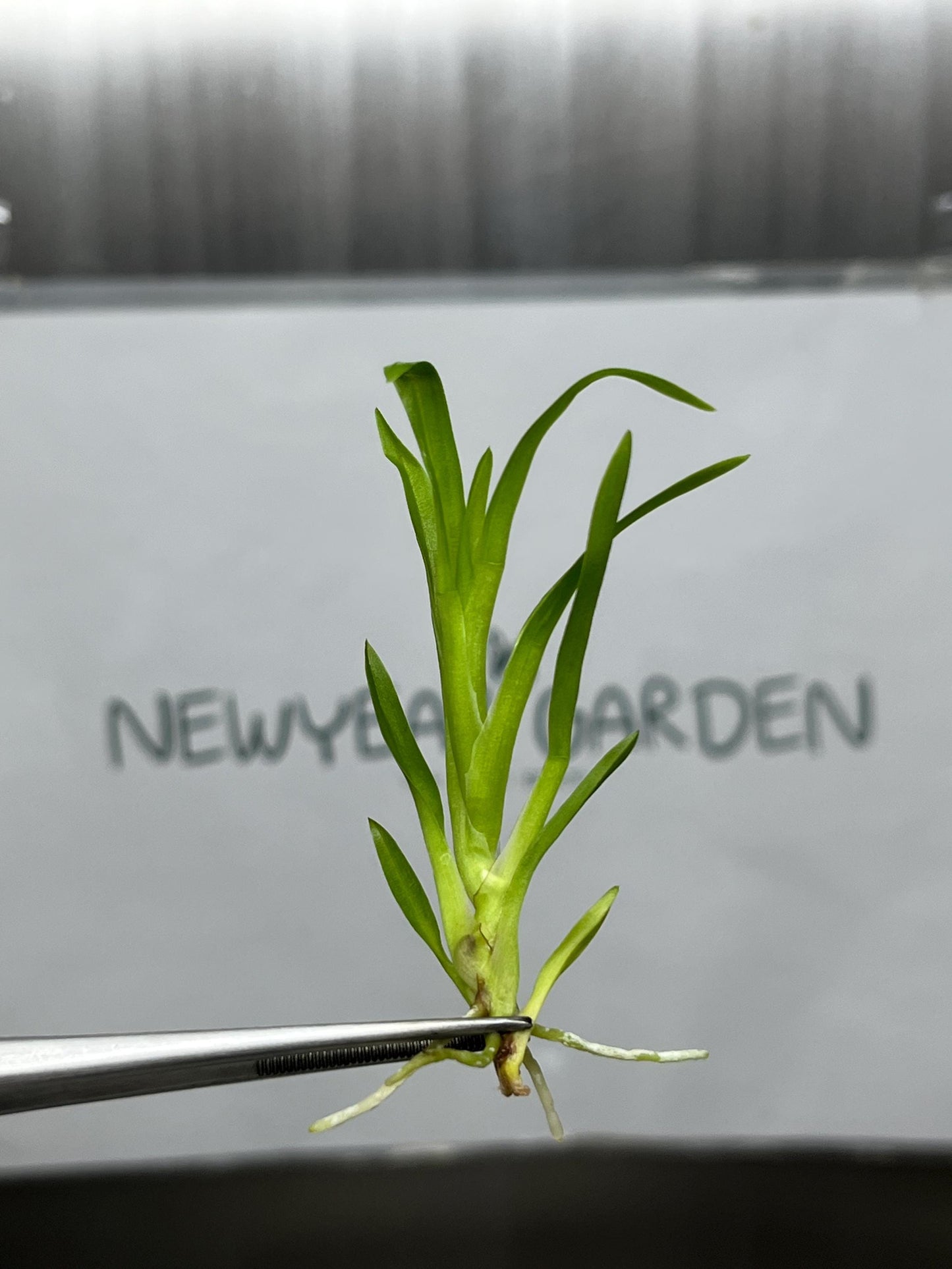 Dendrobium Habibi 'Pacific Pleasures' Tissue Culture (5 items/bag)