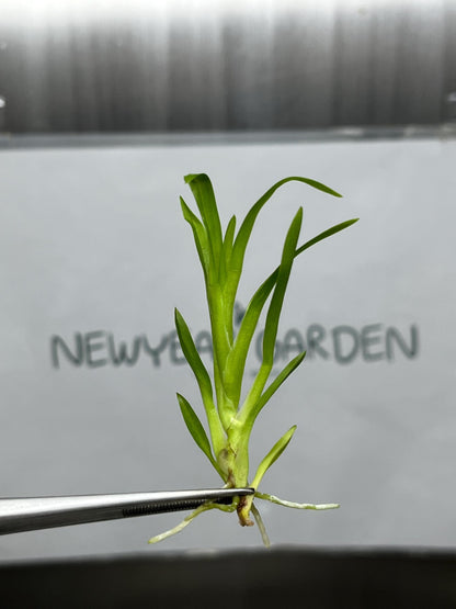 Dendrobium Habibi 'Pacific Pleasures' Tissue Culture (5 items/bag)