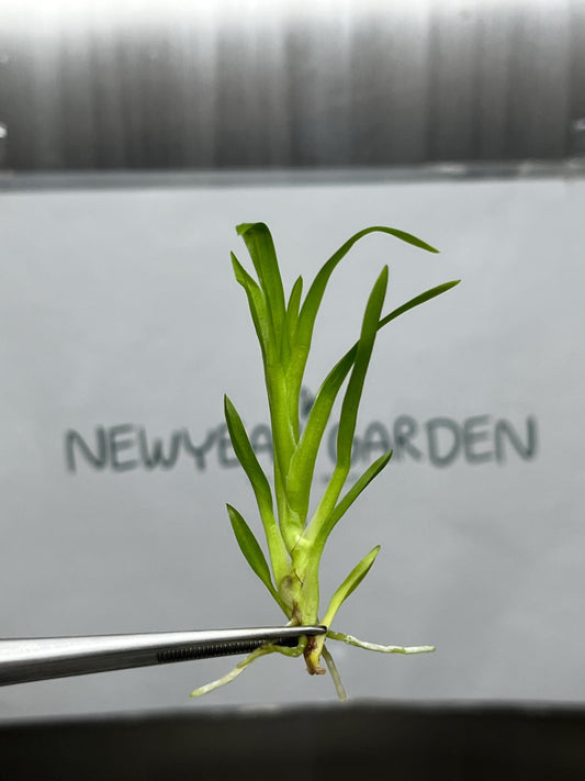 Dendrobium Habibi 'Pacific Pleasures' Tissue Culture (5 items/bag)