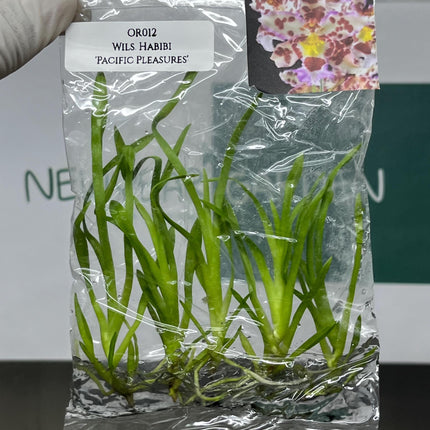 Dendrobium Habibi 'Pacific Pleasures' Tissue Culture (5 items/bag)
