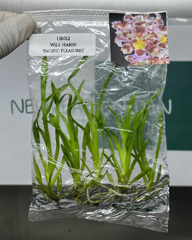 Dendrobium Habibi 'Pacific Pleasures' Tissue Culture (5 items/bag)