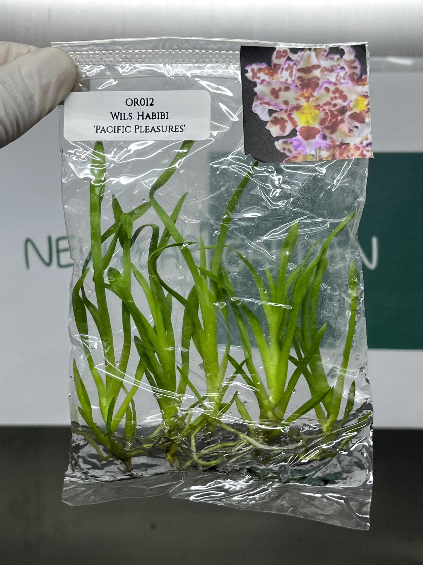 Dendrobium Habibi 'Pacific Pleasures' Tissue Culture (5 items/bag)