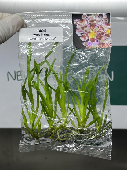 Dendrobium Habibi 'Pacific Pleasures' Tissue Culture (5 items/bag)