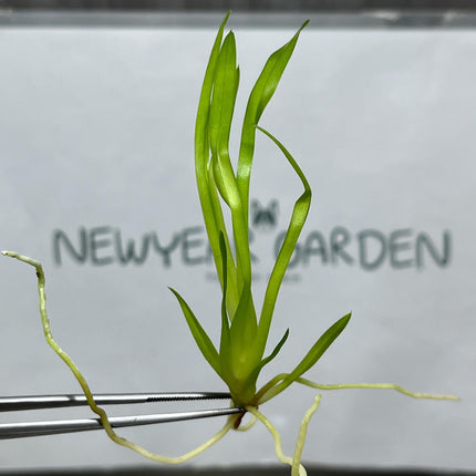 Dendrobium Beauty Tissue Culture (5 items/bag)