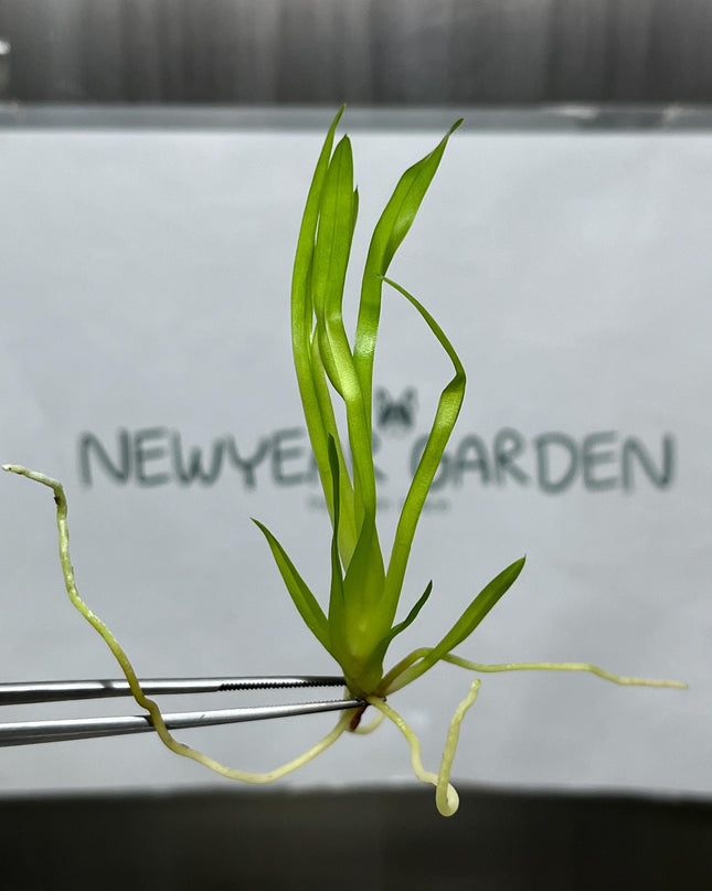 Dendrobium Beauty Tissue Culture (5 items/bag)