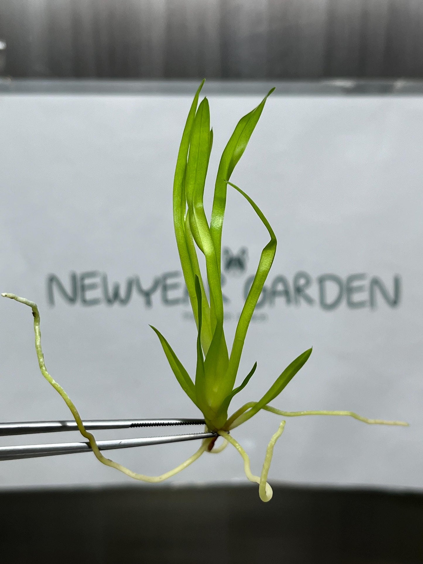 Dendrobium Beauty Tissue Culture (5 items/bag)