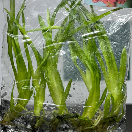 Dendrobium Beauty Tissue Culture (5 items/bag)