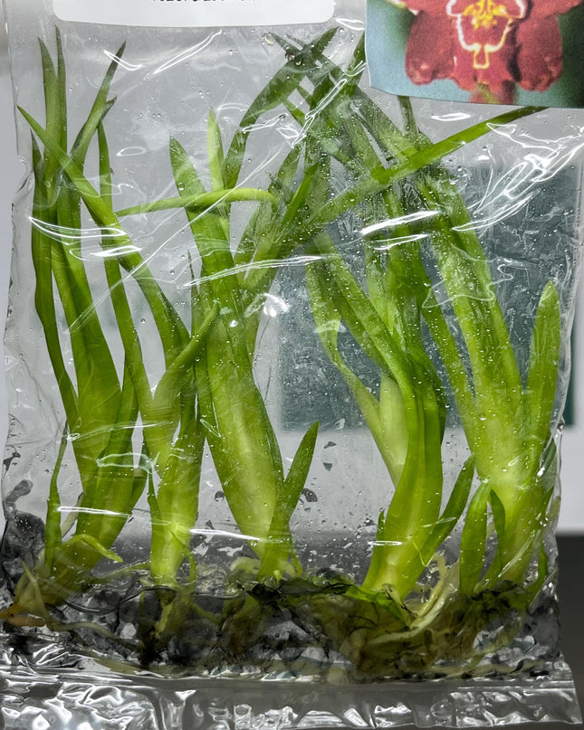Dendrobium Beauty Tissue Culture (5 items/bag)