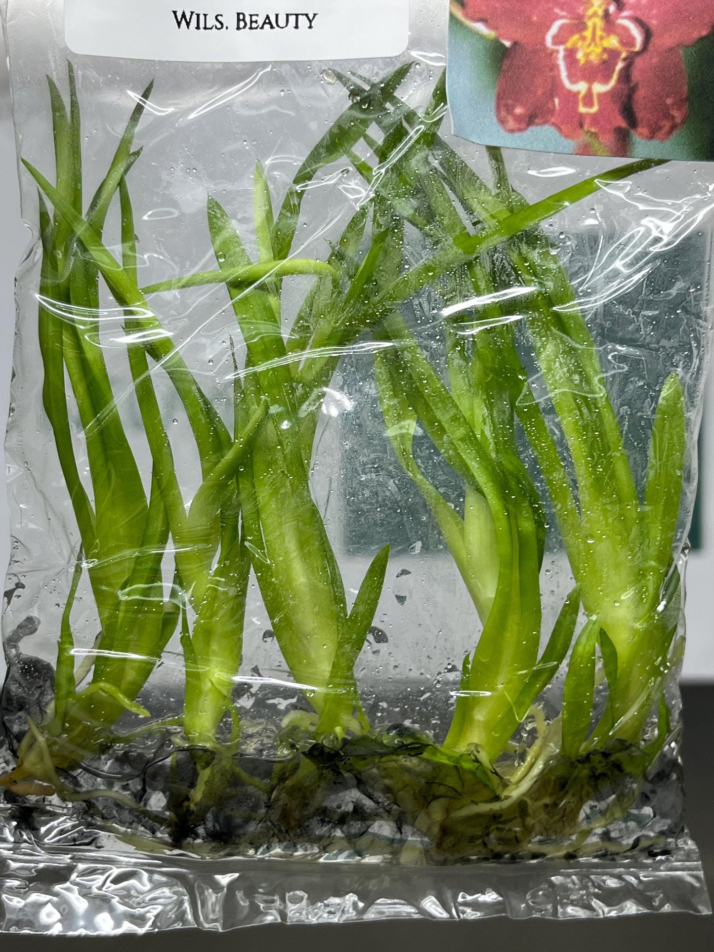 Dendrobium Beauty Tissue Culture (5 items/bag)