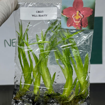 Dendrobium Beauty Tissue Culture (5 items/bag)