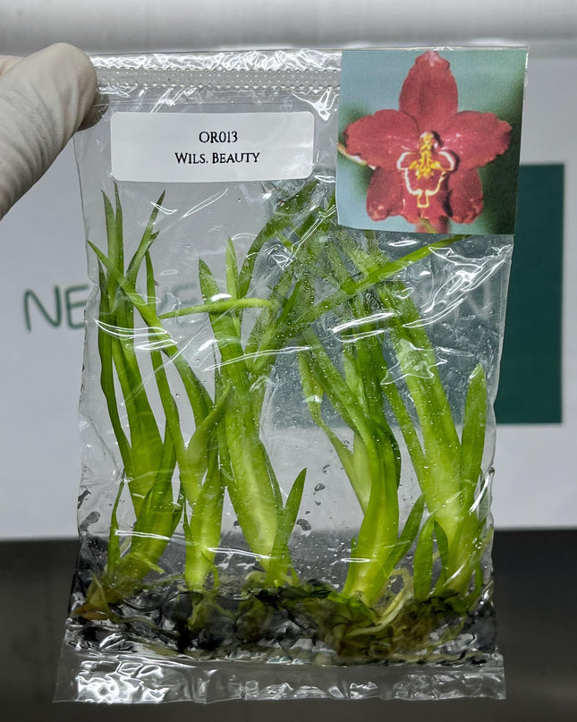 Dendrobium Beauty Tissue Culture (5 items/bag)