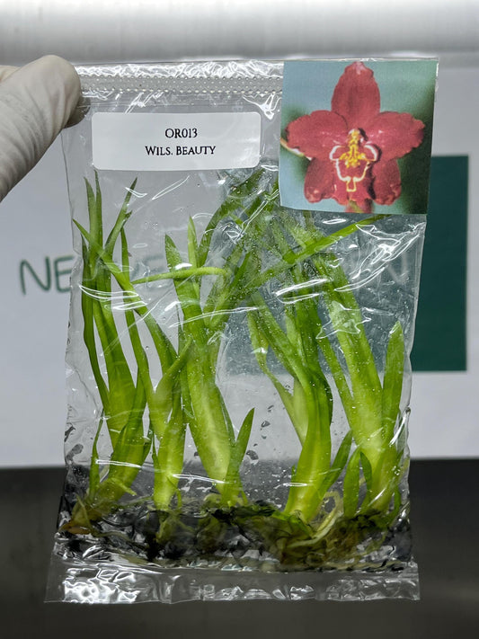 Dendrobium Beauty Tissue Culture (5 items/bag)