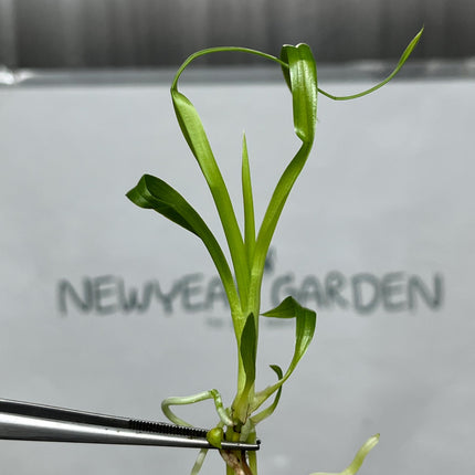 Zygopetalum (O-101) Tissue Culture (5 items/bag)