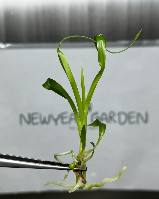 Zygopetalum (O-101) Tissue Culture (5 items/bag)