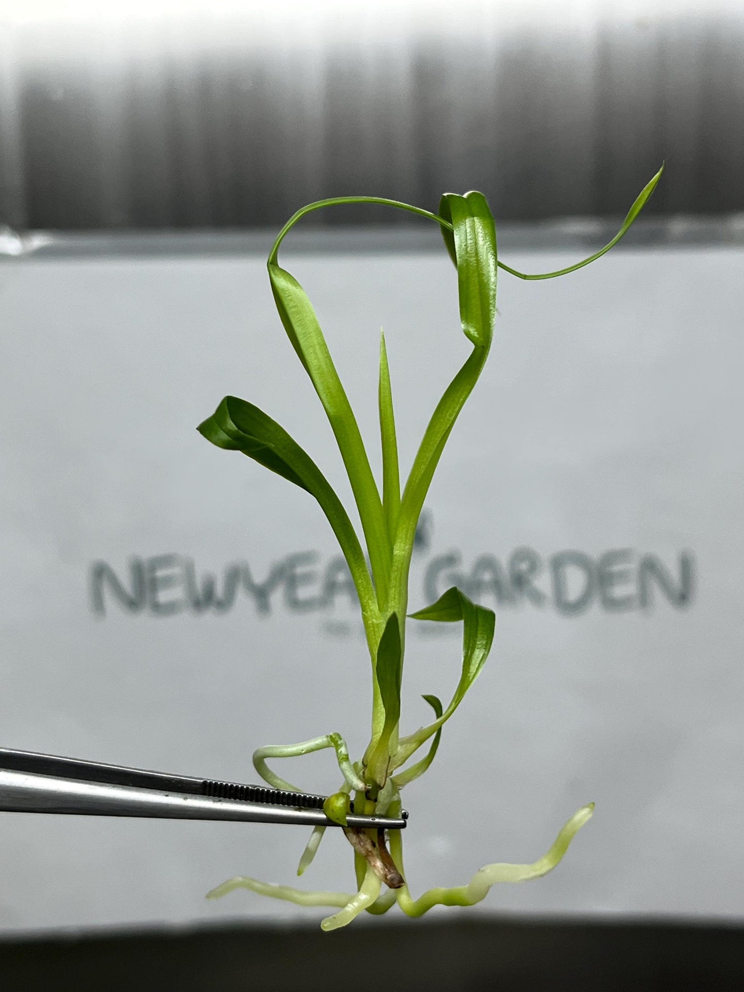 Zygopetalum (O-101) Tissue Culture (5 items/bag)