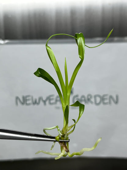 Zygopetalum (O-101) Tissue Culture (5 items/bag)