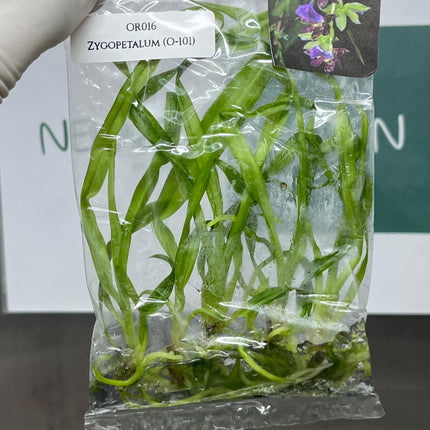 Zygopetalum (O-101) Tissue Culture (5 items/bag)