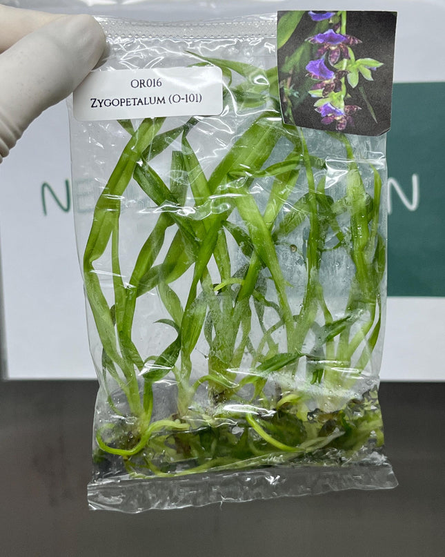 Zygopetalum (O-101) Tissue Culture (5 items/bag)