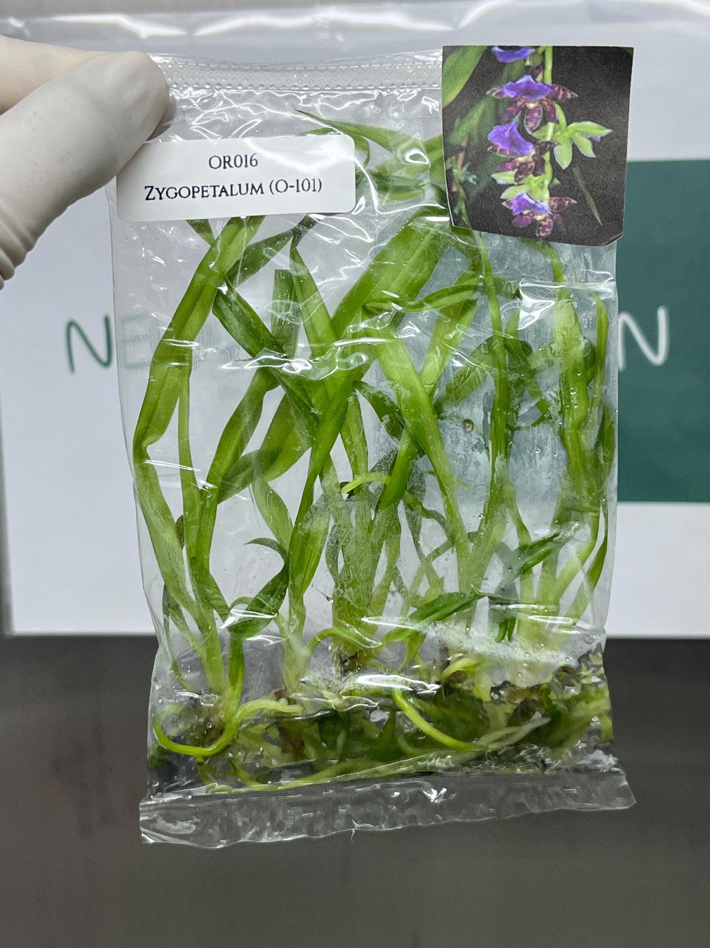 Zygopetalum (O-101) Tissue Culture (5 items/bag)