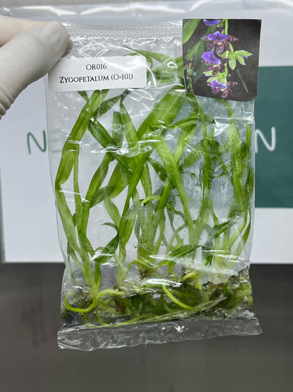 Zygopetalum (O-101) Tissue Culture (5 items/bag)