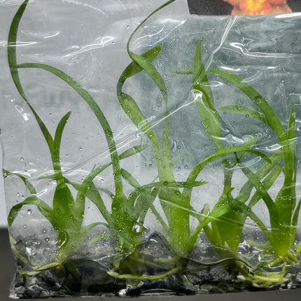 Wilsonara Tissue Culture (5 items/bag)